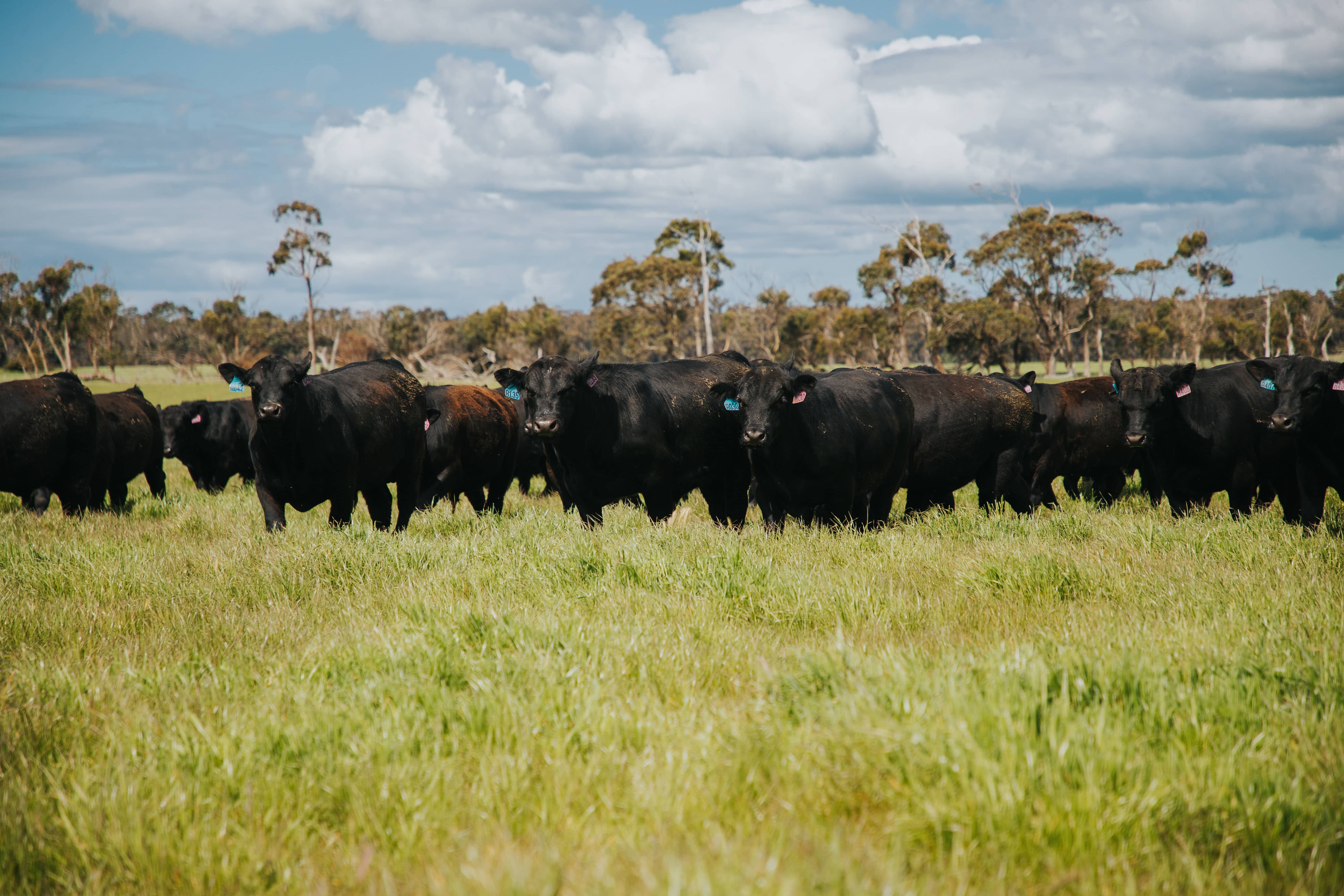 Animal Welfare in Australian Red Meat: Essential Facts for UK Buyers 