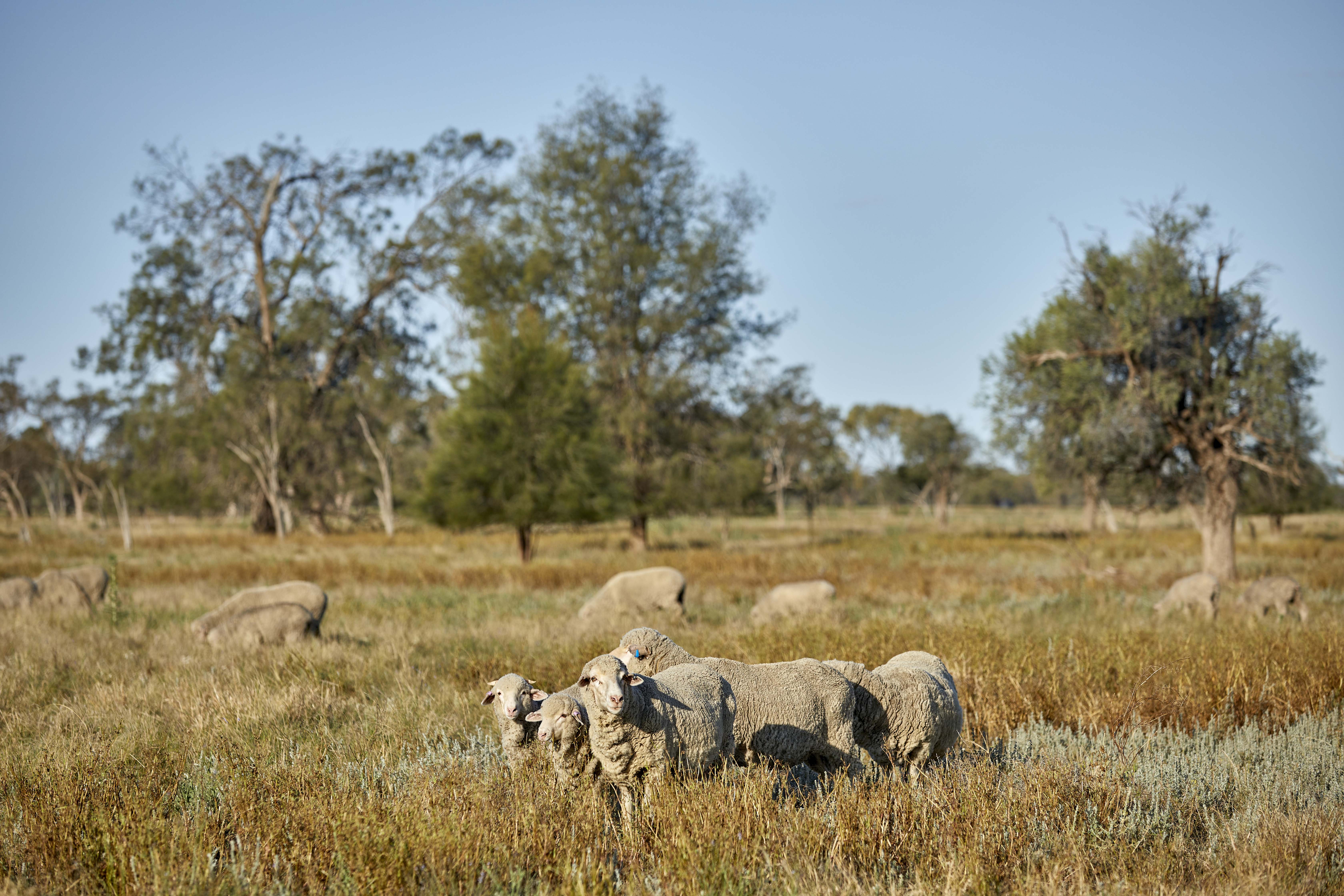 Easter Lamb from Australia: The Secret to a Perfect Spring Feast