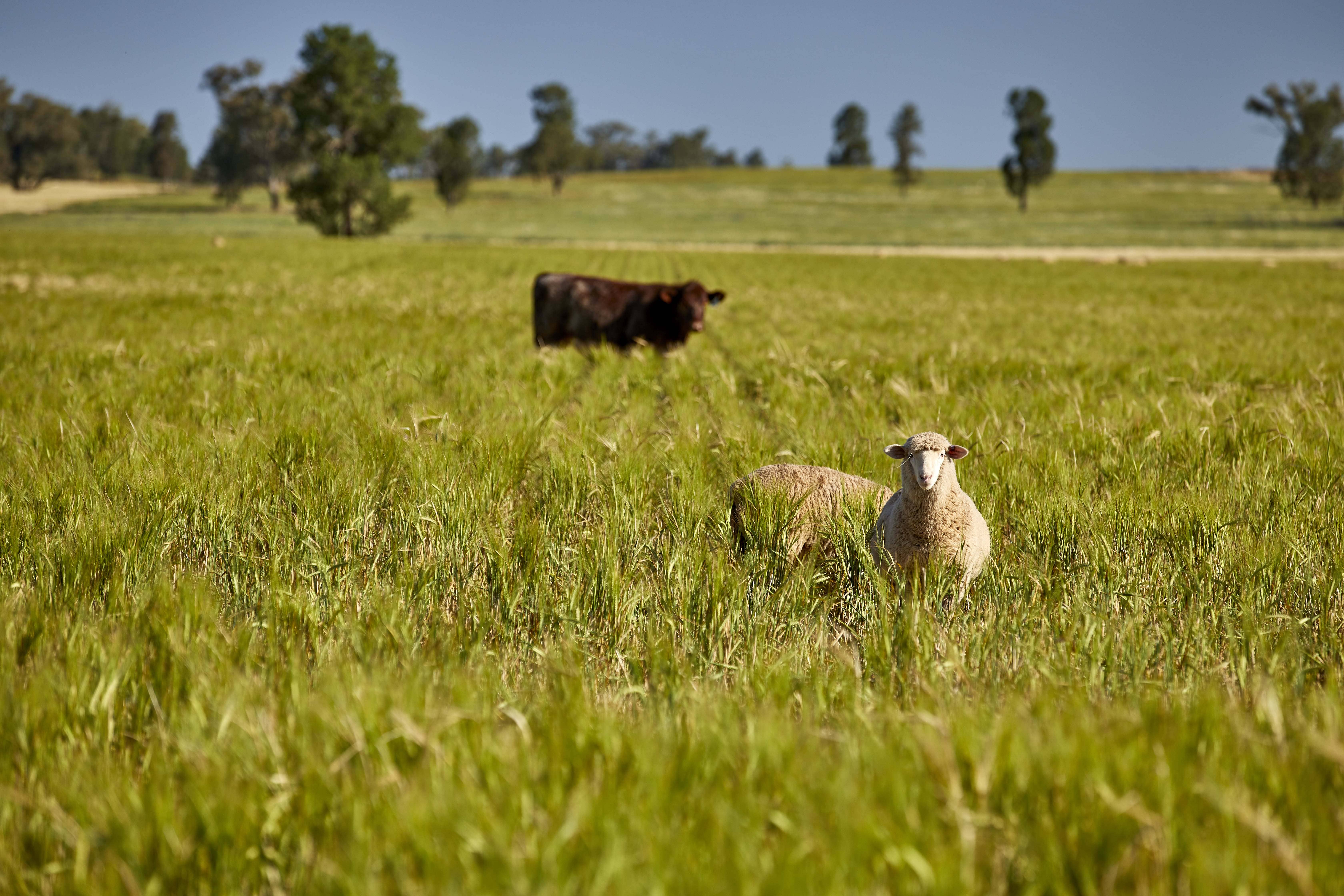 Halal: Is Australian Beef and Lamb Right for You? Everything You Need to Know
