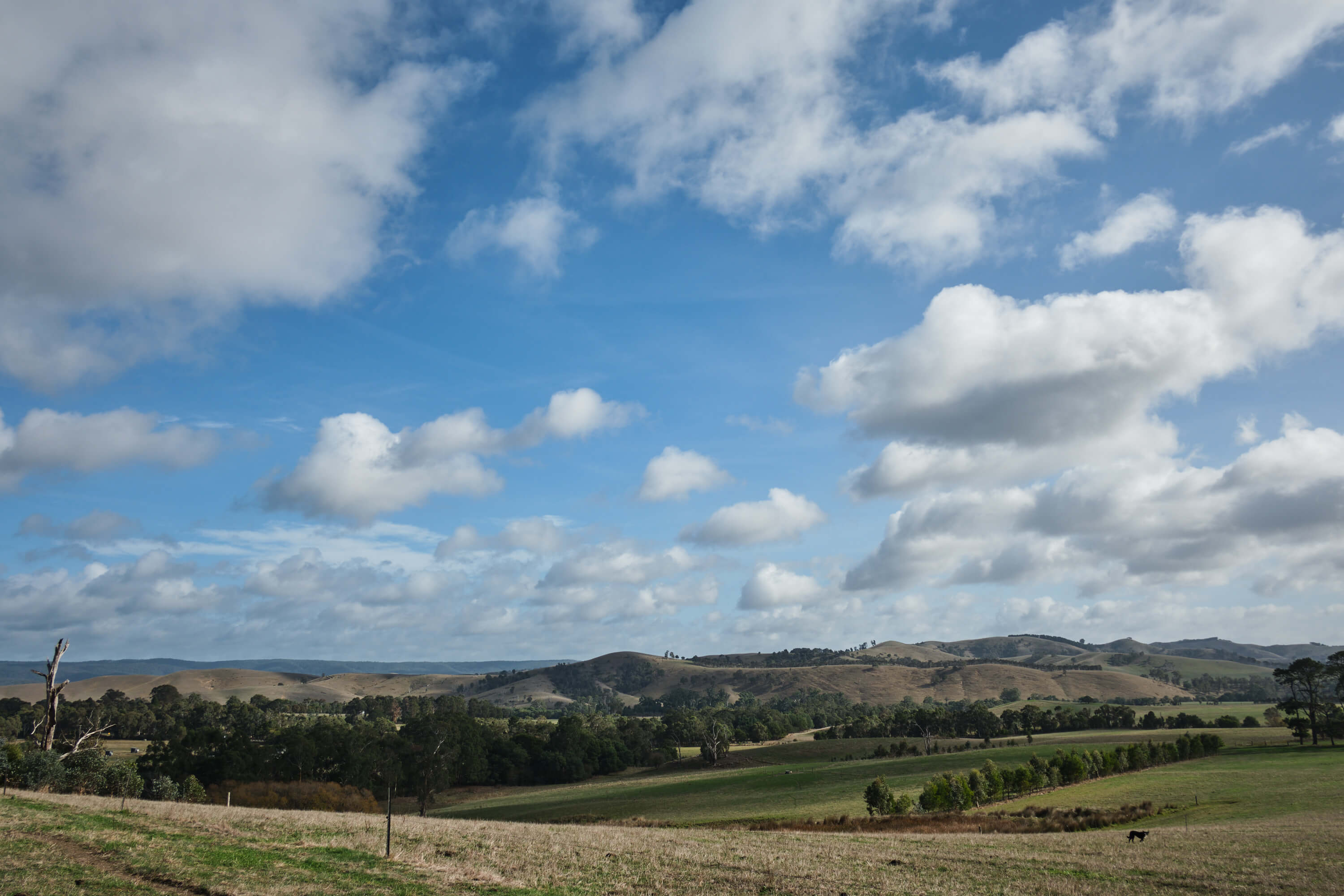 Why Australian Beef and Lamb is a Smart, Sustainable Choice for the UK Market