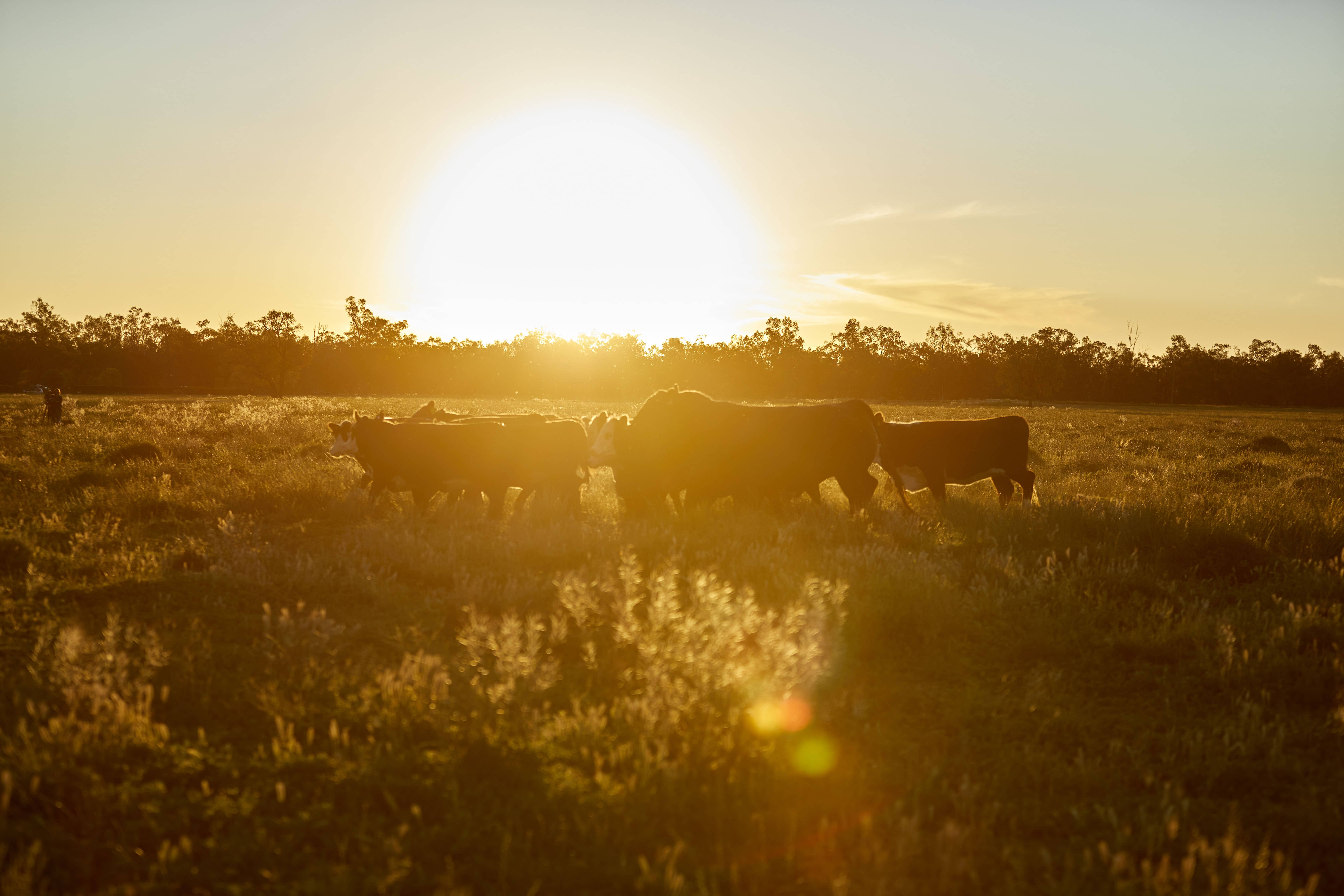 Life on the Land: Stories from Australia’s Multi-Generational Farms