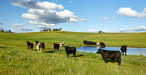 Beef Central (Apr - 26)