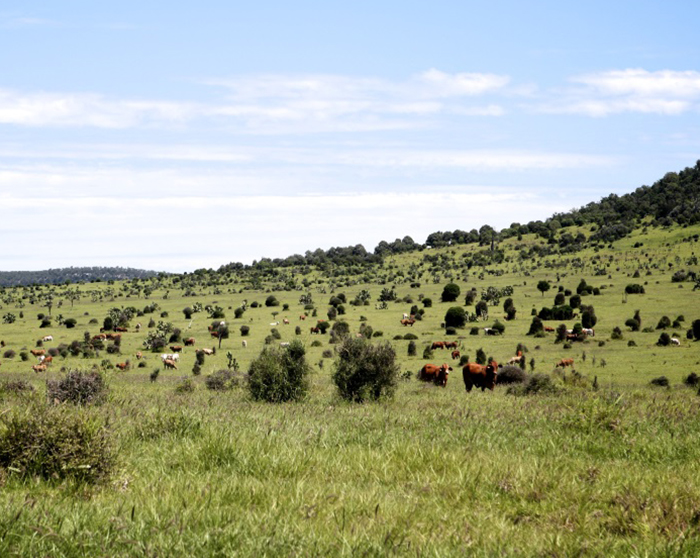 Commitment to Sustainability