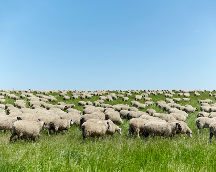 Trusted Halal Credentials